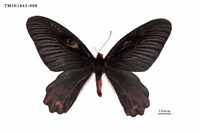 藏品(曙鳳蝶)的圖片